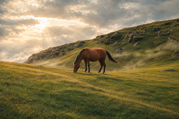 Horse in the mountains of Georgia