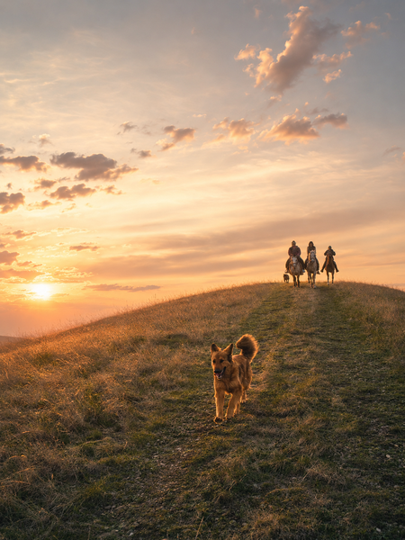 Dog Leading Horses and riders down a sunset trail