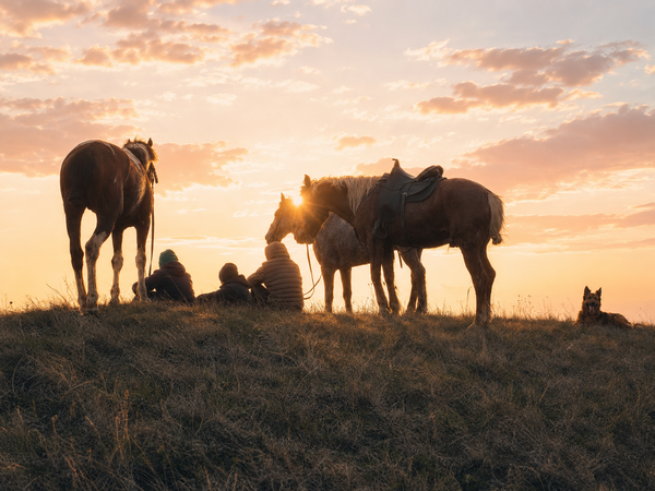 Horses resting in the Georgian countryside