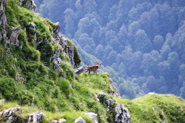 Fauna nel Riserva di Lagodekhi