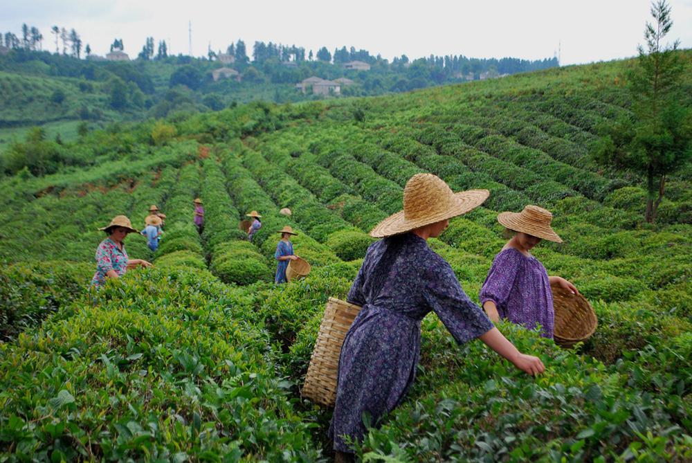 Georgia's Tea Treasures